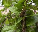 Malabarinpinaatti 'Rubra'