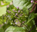 Malabarinpinaatti 'Rubra'