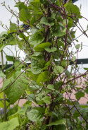 Malabarinpinaatti 'Rubra'