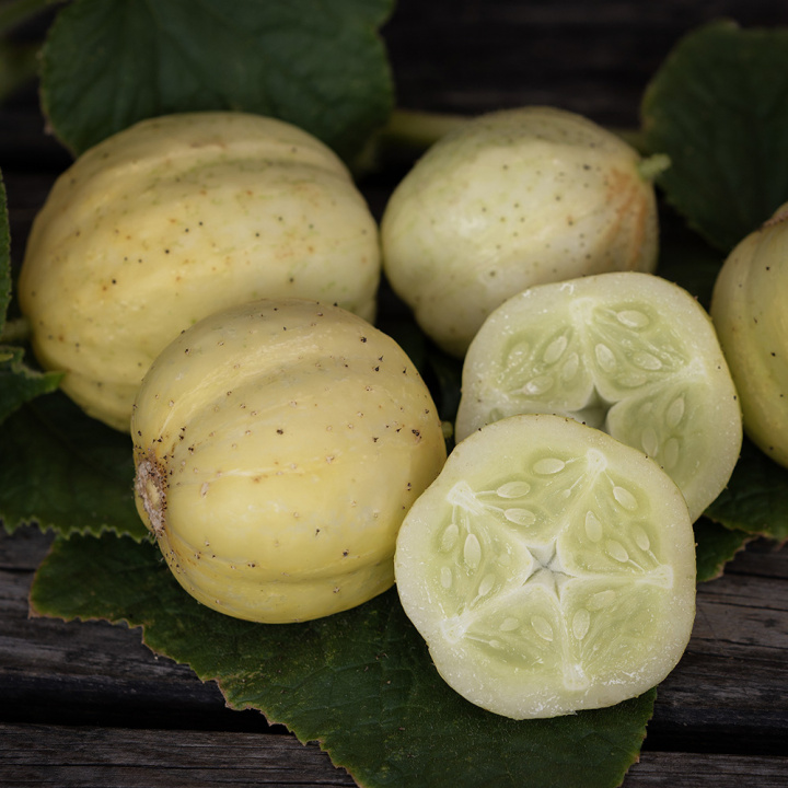 Sitruunakurkku 'Lemon'