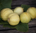 Sitruunakurkku 'Lemon'