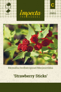 Marjasavikka 'Strawberry Sticks'