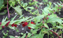 Marjasavikka 'Strawberry Sticks'