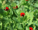 Parsaherne 'Winged Bean'