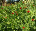 Parsaherne 'Winged Bean'