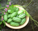 Viidakkokurkku