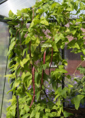 Pitkäpapu 'Metro Purple Pod'