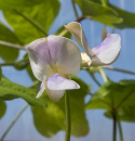 Pitkäpapu 'Metro Purple Pod'