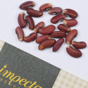 Pitkäpapu 'Metro Purple Pod'