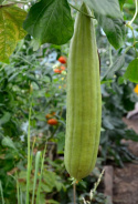 Pesusienikurkku