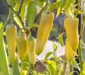 Chilipaprika 'Sweet Banana'