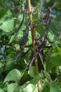 Taitepapu 'Violetti Teepee'