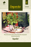 Rukolasalaatti 'Apollo'