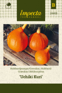 Jättikurpitsa 'Uchiki Kuri'