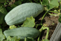 Jättikurpitsa 'Hubbard Large Blue'