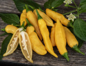 Marjapaprika 'Hot Lemon', n. 5-8 cm pitkiä ohuita hedelmiä, joissa kevyt makeus.