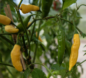 Marjapaprika 'Hot Lemon'