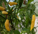 Marjapaprika 'Hot Lemon', n. 5-8 cm pitkiä ohuita hedelmiä, joissa kevyt makeus.