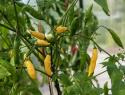Marjapaprika 'Hot Lemon', n. 5-8 cm pitkiä ohuita hedelmiä, joissa kevyt makeus.