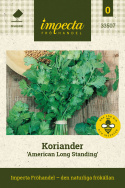 Korianteri 'American Long Standing', Korkeakasvuinen korianteri aromaattisilla, hienojakoisilla lehdillä.