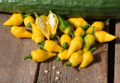 Havannapaprika 'Habanero Hot Lemon'
