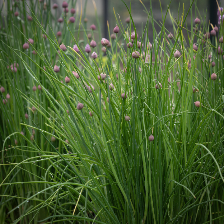 Ruoholaukka 'Pražská', Perinteinen yrttimauste. Varhainen ja rehevä, maukkaat vaaleanvihreät lehdet. 