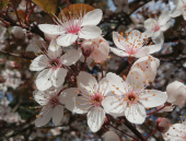 Kirsikkaluumupuu