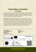 Hyasintti 'Carnegie' 5 kpl, Tukevat, tiheät, puhtaanvalkoiset kukkavarret, joissa on ihana tuoksu.