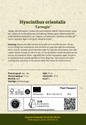 Hyasintti 'Carnegie' 5 kpl, Tukevat, tiheät, puhtaanvalkoiset kukkavarret, joissa on ihana tuoksu.