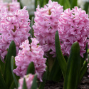 Hyasintti 'Pink Surprise' 5 kpl, Tukevat, tiheät, loistavan vaaleanpunaiset kukkavarret, joissa on vaaleanpunaiset reunat.