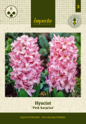 Hyasintti 'Pink Surprise' 5 kpl, Tukevat, tiheät, loistavan vaaleanpunaiset kukkavarret, joissa on vaaleanpunaiset reunat.