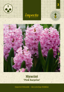 Hyasintti 'Pink Surprise' 5 kpl, Tukevat, tiheät, loistavan vaaleanpunaiset kukkavarret, joissa on vaaleanpunaiset reunat.