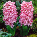 Hyasintti 'Pink Surprise' 5 kpl, Tukevat, tiheät, loistavan vaaleanpunaiset kukkavarret, joissa on vaaleanpunaiset reunat.
