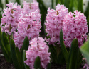 Hyasintti 'Pink Surprise' 5 kpl, Tukevat, tiheät, loistavan vaaleanpunaiset kukkavarret, joissa on vaaleanpunaiset reunat.