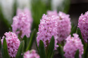 Hyasintti 'Pink Surprise' 5 kpl, Tukevat, tiheät, loistavan vaaleanpunaiset kukkavarret, joissa on vaaleanpunaiset reunat.