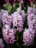 Hyasintti 'Pink Surprise' 5 kpl, Tukevat, tiheät, loistavan vaaleanpunaiset kukkavarret, joissa on vaaleanpunaiset reunat.