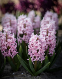 Hyasintti 'Pink Surprise' 5 kpl, Tukevat, tiheät, loistavan vaaleanpunaiset kukkavarret, joissa on vaaleanpunaiset reunat.