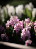Hyasintti 'Pink Surprise' 5 kpl, Tukevat, tiheät, loistavan vaaleanpunaiset kukkavarret, joissa on vaaleanpunaiset reunat.