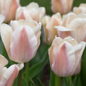 Darwin-hybriditulppaani 'Apricot Pride' 7 kpl, Ihastuttava tulppaani, jossa aprikoosin ja vaaleanpunaisen pehmeät sävyt ovat hienossa harmoniassa.