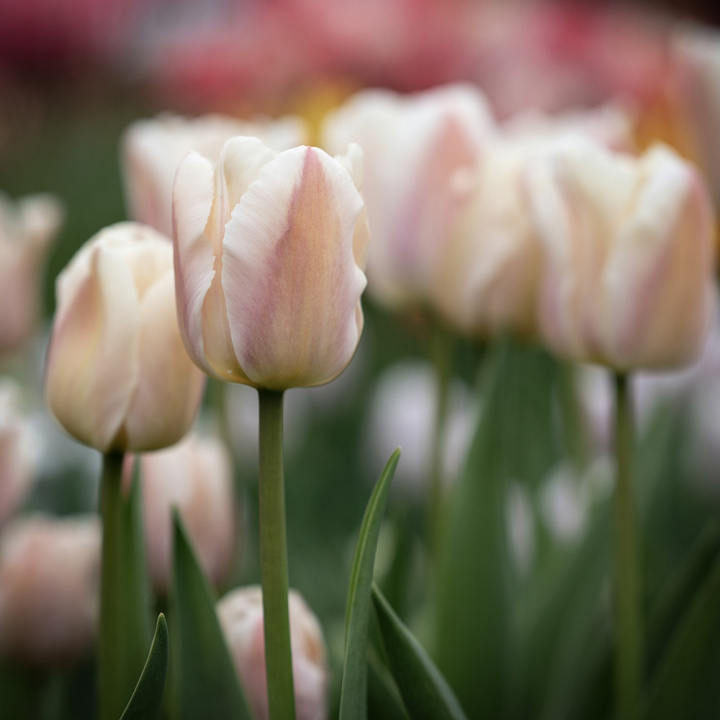 Darwin-hybriditulppaani 'Apricot Pride' 7 kpl, Ihastuttava tulppaani, jossa aprikoosin ja vaaleanpunaisen pehmeät sävyt ovat hienossa harmoniassa.