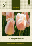 Darwin-hybriditulppaani 'Apricot Pride' 7 kpl, Ihastuttava tulppaani, jossa aprikoosin ja vaaleanpunaisen pehmeät sävyt ovat hienossa harmoniassa.