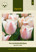 Darwin-hybriditulppaani 'Apricot Pride' 7 kpl, Ihastuttava tulppaani, jossa aprikoosin ja vaaleanpunaisen pehmeät sävyt ovat hienossa harmoniassa.