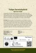 Darwin-hybriditulppaani 'Apricot Pride' 7 kpl, Ihastuttava tulppaani, jossa aprikoosin ja vaaleanpunaisen pehmeät sävyt ovat hienossa harmoniassa.