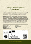 Darwin-hybriditulppaani 'Apricot Pride' 7 kpl, Ihastuttava tulppaani, jossa aprikoosin ja vaaleanpunaisen pehmeät sävyt ovat hienossa harmoniassa.