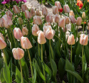 Darwin-hybriditulppaani 'Apricot Pride' 7 kpl, Ihastuttava tulppaani, jossa aprikoosin ja vaaleanpunaisen pehmeät sävyt ovat hienossa harmoniassa.