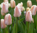 Darwin-hybriditulppaani 'Apricot Pride' 7 kpl, Ihastuttava tulppaani, jossa aprikoosin ja vaaleanpunaisen pehmeät sävyt ovat hienossa harmoniassa.