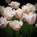 Darwin-hybriditulppaani 'Apricot Pride' 7 kpl, Ihastuttava tulppaani, jossa aprikoosin ja vaaleanpunaisen pehmeät sävyt ovat hienossa harmoniassa.
