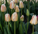 Darwin-hybriditulppaani 'Apricot Pride' 7 kpl, Ihastuttava tulppaani, jossa aprikoosin ja vaaleanpunaisen pehmeät sävyt ovat hienossa harmoniassa.