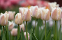 Darwin-hybriditulppaani 'Apricot Pride' 7 kpl, Ihastuttava tulppaani, jossa aprikoosin ja vaaleanpunaisen pehmeät sävyt ovat hienossa harmoniassa.