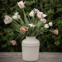 Darwin-hybriditulppaani 'Apricot Pride' 7 kpl, Ihastuttava tulppaani, jossa aprikoosin ja vaaleanpunaisen pehmeät sävyt ovat hienossa harmoniassa.